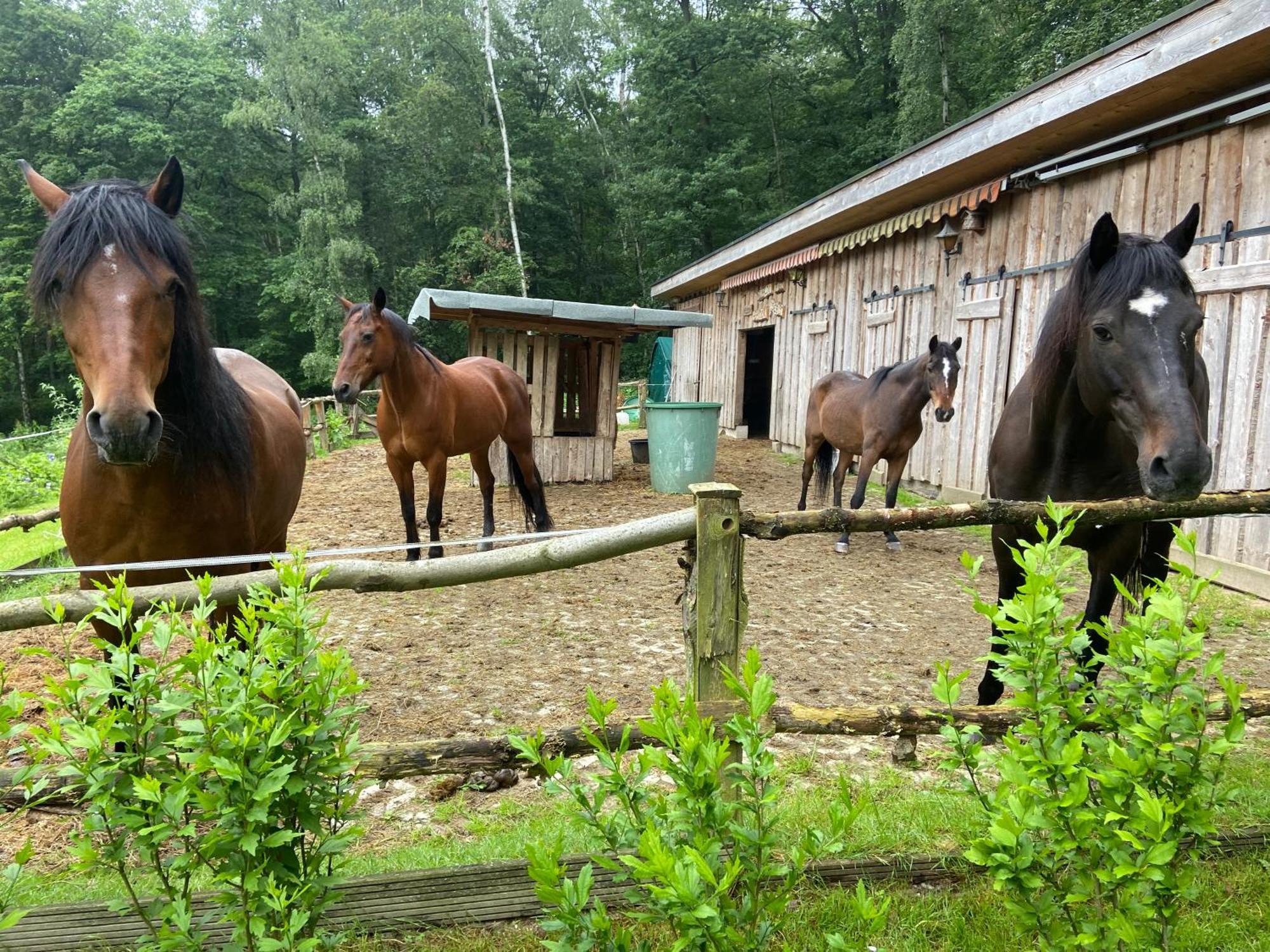 Ferienhaus Mausberg Bad Neuenahr-Ahrweiler Eksteriør billede