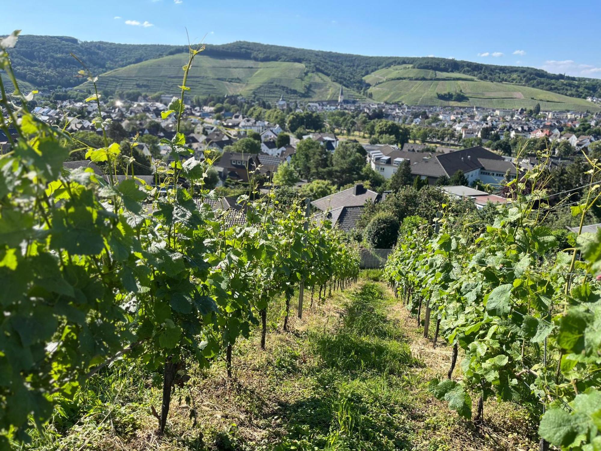Ferienhaus Mausberg Bad Neuenahr-Ahrweiler Eksteriør billede